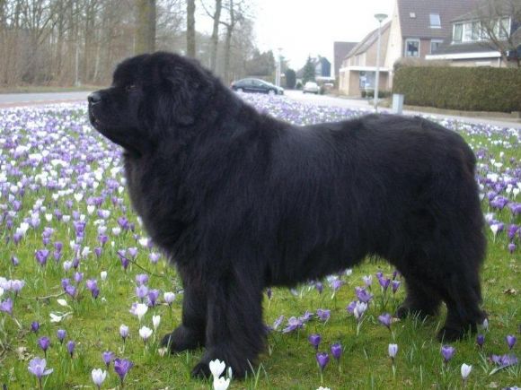 T Cyra Amber fan de Bearehûntsjes (16-11-2006)